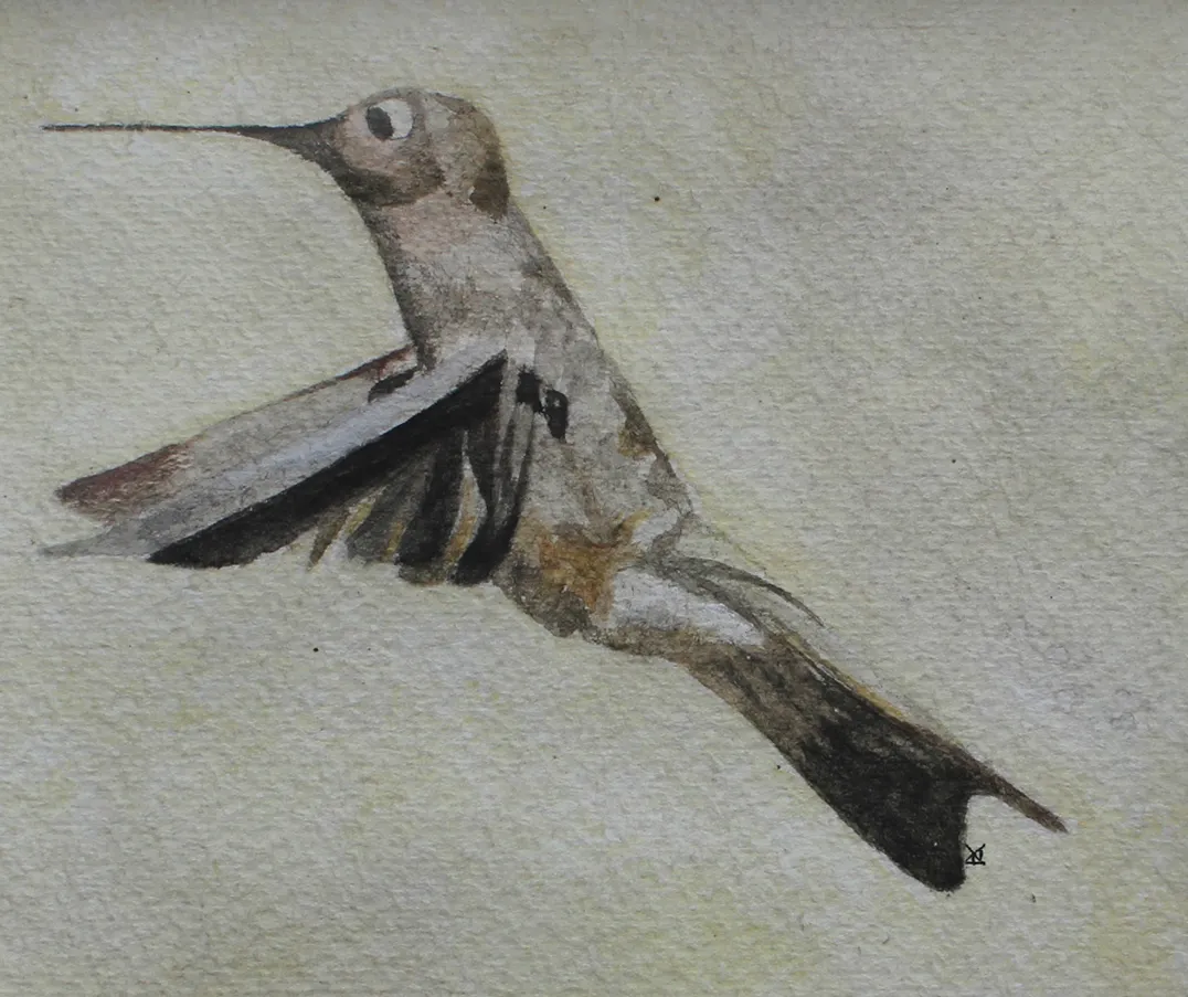 Watercolour study of a hummingbird in flight on textured cream paper.
