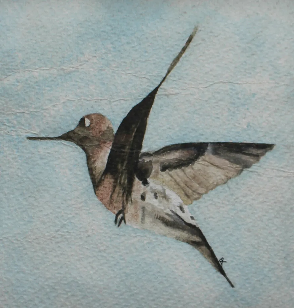 Watercolour study of a hummingbird in flight on textured blue paper.